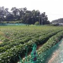 강씨농장 이미지