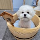 씻고가자,멍멍 이미지