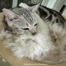 내돈내산 고양이 펫보험 / KB 금쪽같은 펫보험 내돈내산 부담보 가입 후기