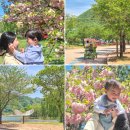 섬타는 자전거길(남이섬-자라섬) | 가평 자라섬 겹벚꽃 엔딩? 4/26 현황 및 아이랑 주차, 자전거 대여 정리