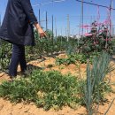 맘보농장 이미지