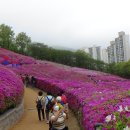 [군포.수리산] - 철쭉동산.초막골생태공원. 이미지