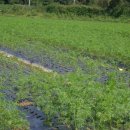 상미농장 이미지