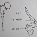 큰뼈 이미지