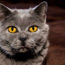 운정호수동물메디칼센터 이미지