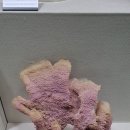 이화여자대학교 자연사박물관 5층 상설전시 이미지