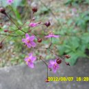 선산대로-10 이미지