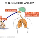 아메바