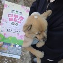 5267 | 2026 경주 대릉원돌담길 축제 후기