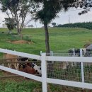 대천목장 이미지