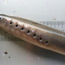 칠성장어 이미지