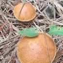 생명의 그물 1 이미지