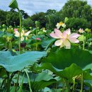 연꽃목장 이미지