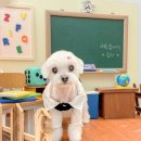 토리애견샵 | 15살 노견도 안심! 문정동 애견미용 ‘샬몽’ 찐후기