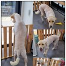 안아줄개 이미지