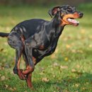 DOBERMAN Daum카페
