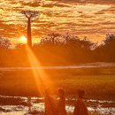 바오밥나무 이미지