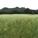 메밀꽃피면 이미지