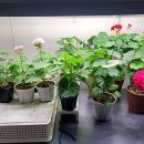 로맨스 다육 이미지