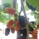 박순옥농장 이미지