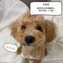 먹고 갈래 | [포천 카페] 카이막 치즈 먹고 갈래? 사르르 목장 솔직 후기(애견 동반은 야외만 가능)