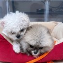 플랜멍 강아지분양&미용 대구 북구점 이미지