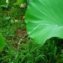 연꽃향기 이미지