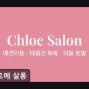 클로에 살롱 | (수원, 강아지, 고양이, 애견미용, 추천!) 클로에 살롱 애견미용 클로에 살롱, 믿고 맡길 수 있는 곳