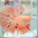 오렌지문 이미지