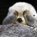 빼꼼