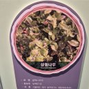 3-26년3월-04참나무처럼식물산책/2박3일-해남 구계등숲 이미지