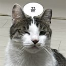 식빵굽는나비 | 꼭 필요한 고양이 용품 정리 &amp; 브랜드 추천 - 1편 (캣타워/스크래처/장난감 등)