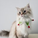 24시 명동물메디컬센터 | 광주동물병원 24시바덴동물메디컬센터에서 강아지 치료 후기