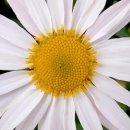 구절초로 이미지