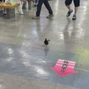 비비게러지 이미지