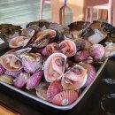 조은애견 이미지