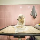 로얄 펫살롱 이미지