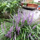 맥문동(Broadleaf Liriope) 이미지