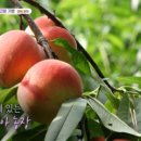 진실농장 이미지