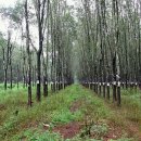 달랏(DA LAT) 티스토리