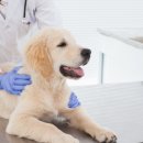 비전동물병원 이미지