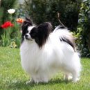 땡칠이네 이미지