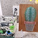 선샤인 선인장