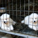 캡틴 켄넬 이미지