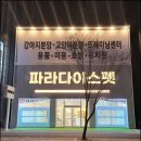 대전 강아지분양 고양이분양 파라다이스펫본점 이미지