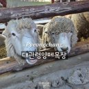 백두목장 | 평창 아이랑 가볼 만한 곳 대관령 양떼목장 겨울 시간정보 후기