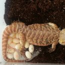 오복이PC 이미지