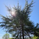 삼례토종닭 이미지