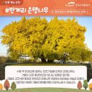 원주굽이길 원7코스 반계리은행나무길 | 원주 반계리 은행나무길