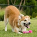 플레이 바우 이미지